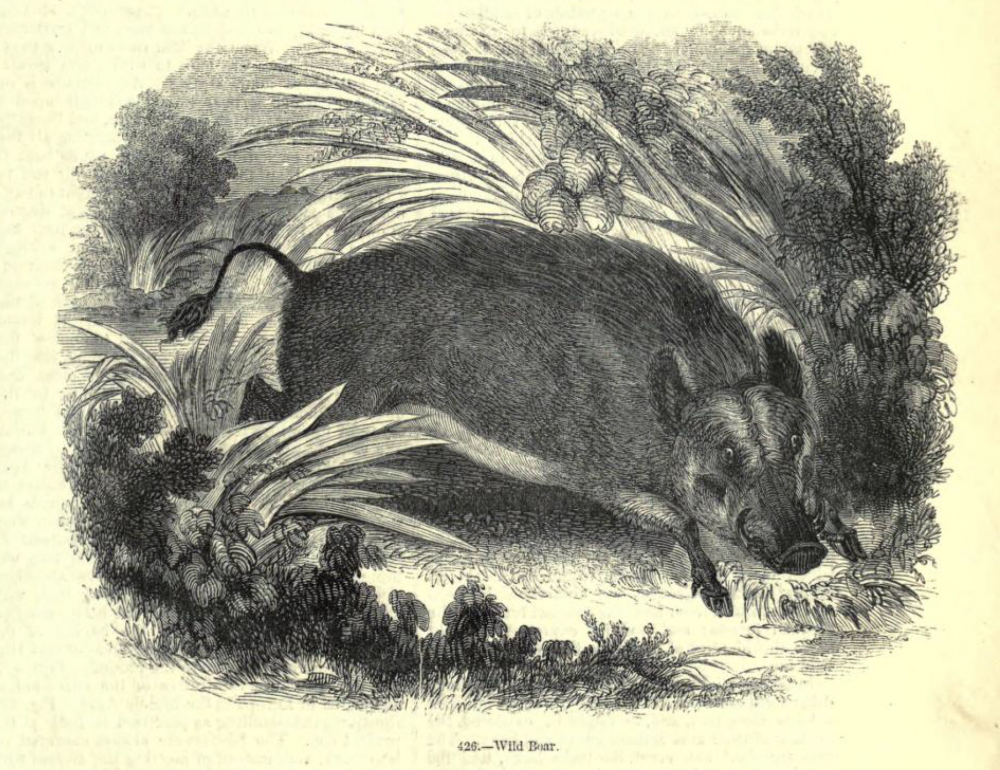 19th-century engraving of a wild boar
