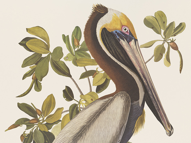 Illustration of a pelican