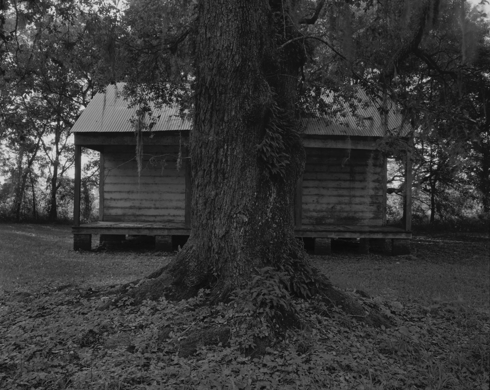 In the center of the foreground stands the vine-covered trunk of a live oak tree. Behind it is a small wooden shack with a corrugated metal roof.