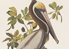 A painting of a pelican surrounded by plant life